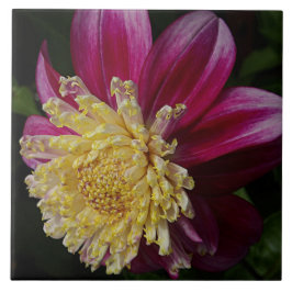 Azulejo Floral rosa Anemone Dahlia Bloom