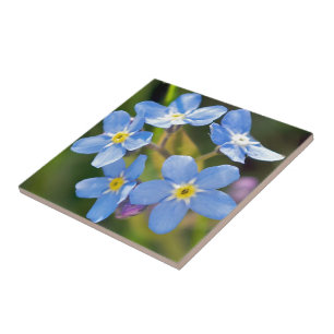 Azulejo Florales pacíficos me olvidan no