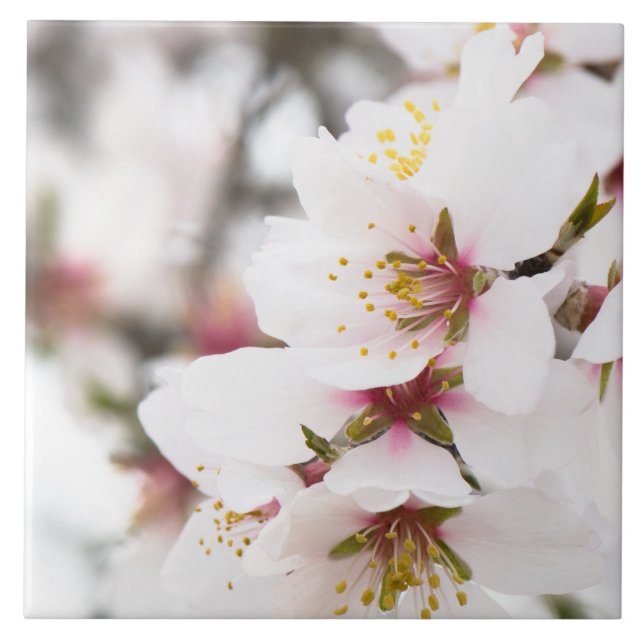 Azulejo Florecimiento de almendra (Frente)
