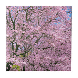 Azulejo Florecimiento de cerezos en flor