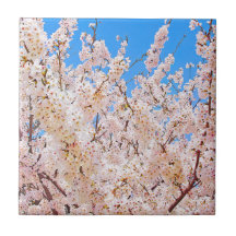 Florecimiento de cerezos en pleno florecimiento