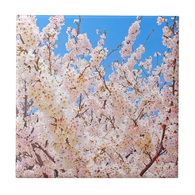 Azulejo Florecimiento de cerezos en pleno florecimiento (Frente)