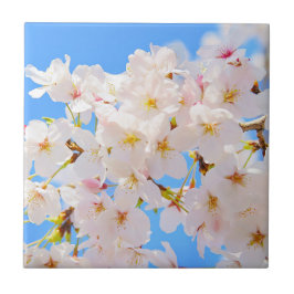 Azulejo Florecimiento del cerezo en primavera