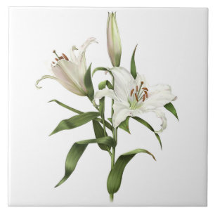 Azulejo Flores Asiáticas de Lirio Blanco Arte Botánico