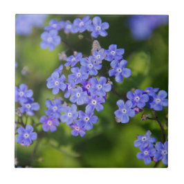 Azulejo Flores Azules Floraciones Destino Paz Amor Parque