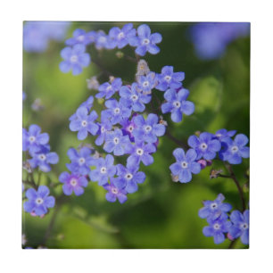 Azulejo Flores Azules Floraciones Destino Paz Amor Parque 