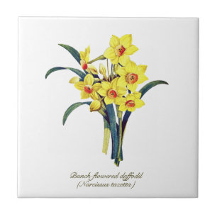 Azulejo Flores Botánicas Vintage Elegantes Daffodils Amari