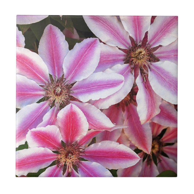 Azulejo Flores clematis rayadas rosas y blancas (Frente)