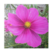 Flores Cosmos en flor