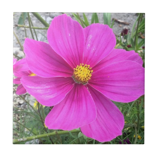 Azulejo Flores Cosmos en flor (Frente)