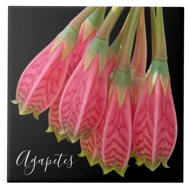 Azulejo Flores de agapetes rojos sobre floral negra (Frente)