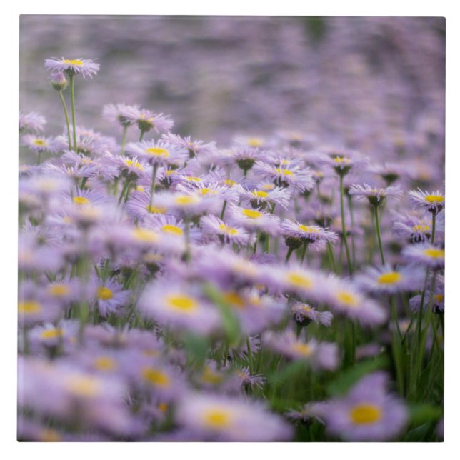 Azulejo Flores de Aster Púrpura (Frente)