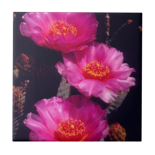 Azulejo Flores de Cactus de Cola de Castor 2 (Frente)