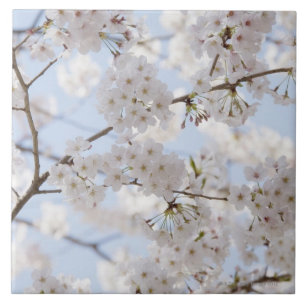 Azulejo Flores de cerezo 2