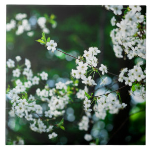 Azulejo Flores de cerezo blancas hojas verdes