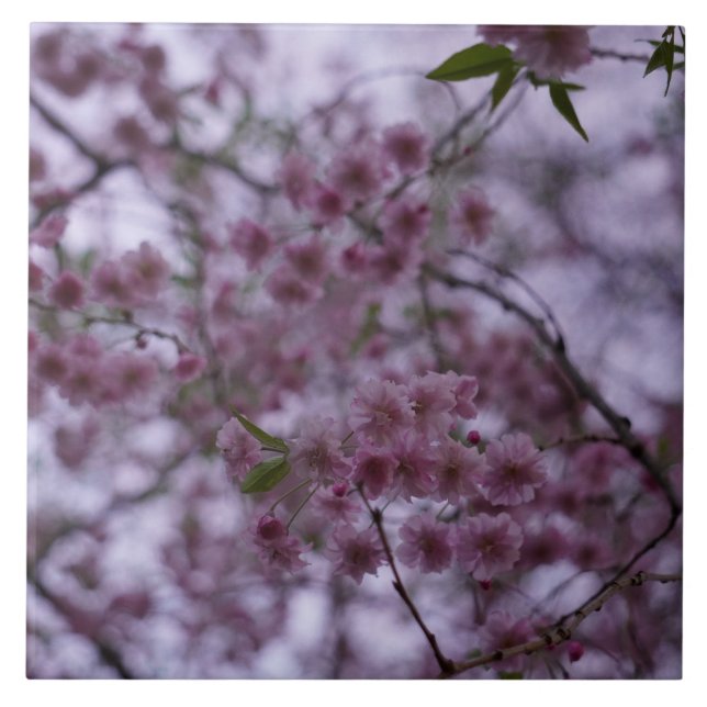 Azulejo Flores de cerezo en el mosaico de efecto 3D de la  (Frente)