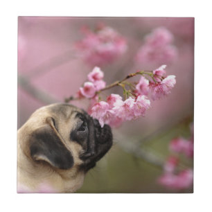 Azulejo Flores de cerezo que huelen