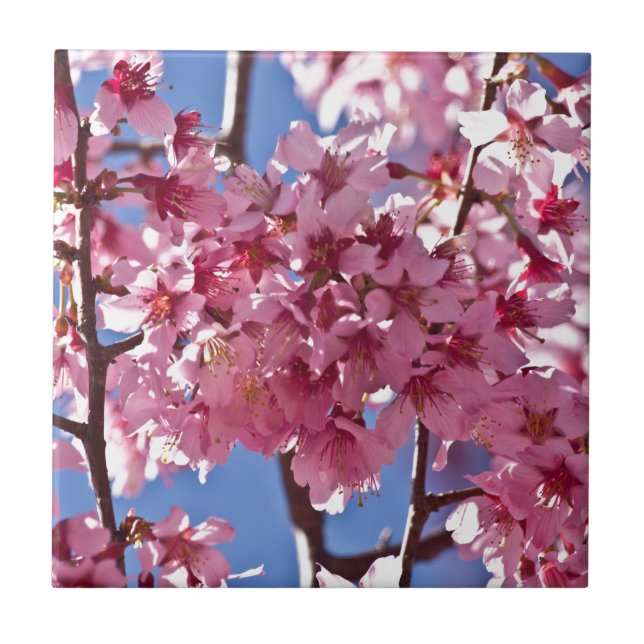 Azulejo Flores de Cerezo Sakura Estrellas Rojas (Frente)