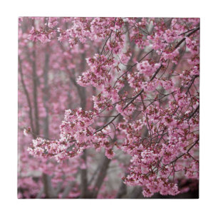 Azulejo Flores de cerezo Sakura rosadas flotando