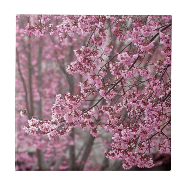 Azulejo Flores de cerezo Sakura rosadas flotando (Frente)