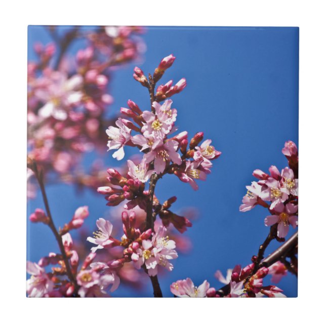 Azulejo Flores de Cerezo Sakura Tocando Azul (Frente)