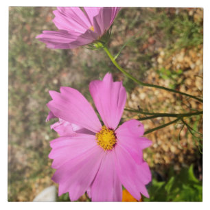 Azulejo Flores de Cosmo espléndidas florecimiento de veran
