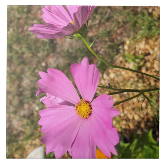Azulejo Flores de Cosmo espléndidas florecimiento de veran (Frente)