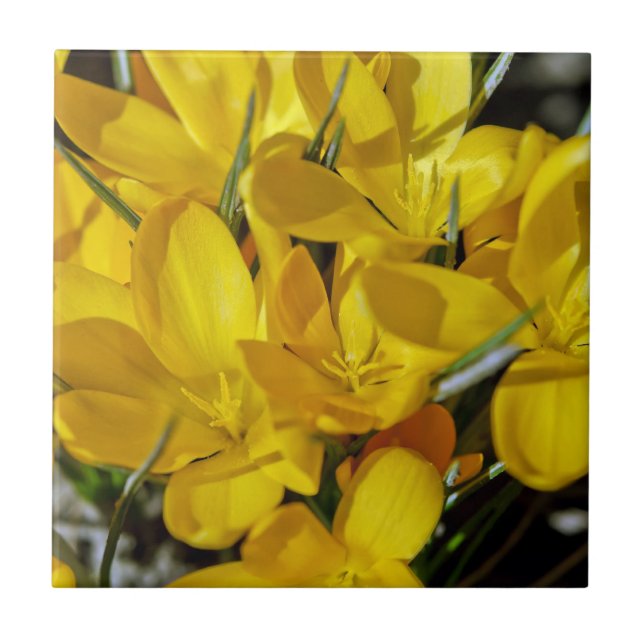 Azulejo Flores de crocus amarillos (Frente)