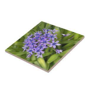 Azulejo Flores de Escila Portuguesa Primer Plano Foto de l