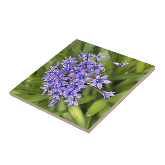 Azulejo Flores de Escila Portuguesa Primer Plano Foto de l (Lado)