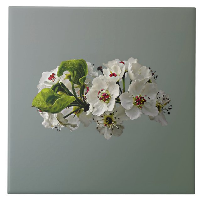 Azulejo Flores de flores de oso blanco (Frente)