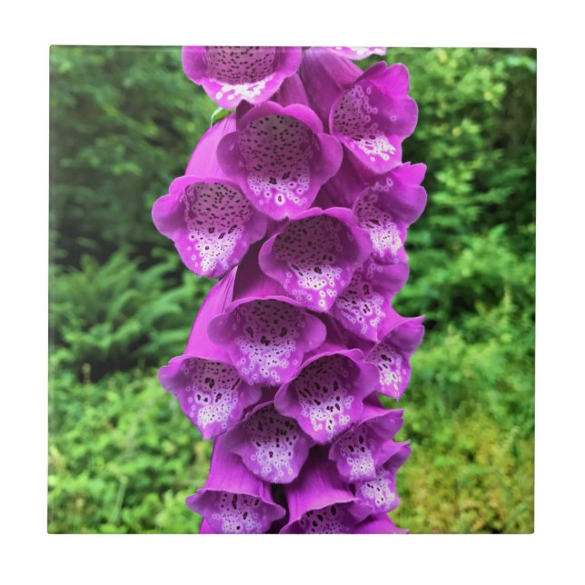 Azulejo Flores de Foxglove, Oregón (Frente)
