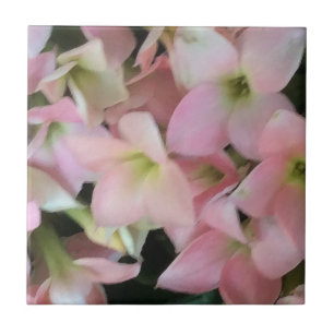 Azulejo Flores de Kalanchoe