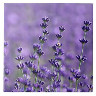 Azulejo Flores de lavanda morada oscura