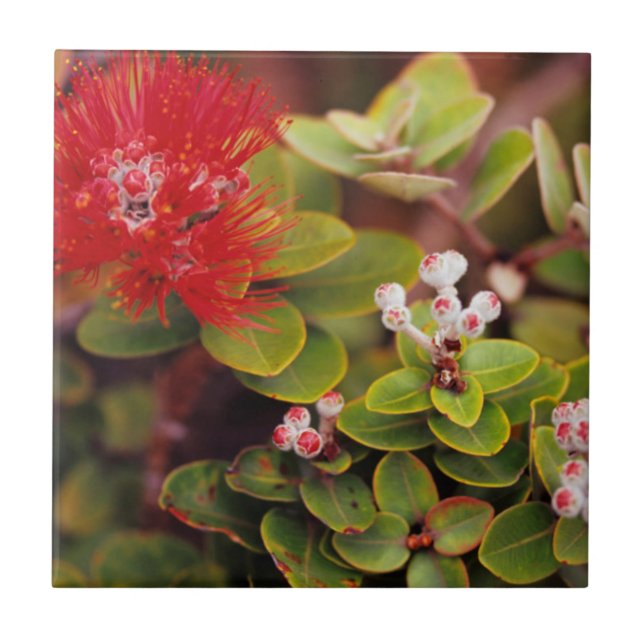 Azulejo Flores de Lehua en volcanes de Hawaii (Frente)