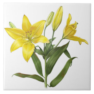 Azulejo Flores de lirio oriental amarillo Arte botánico