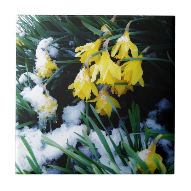 Azulejo Flores de los Daffodils amarillos en la nieve (Frente)