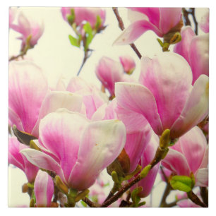 Azulejo Flores de Magnolia Botánica Floral Flor Chic