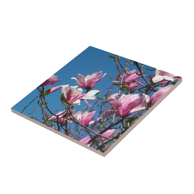 Azulejo flores de magnolia rosa primavera en cielo azul (Lado)