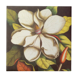 Azulejo Flores de Magnolia Vintage con Semillas