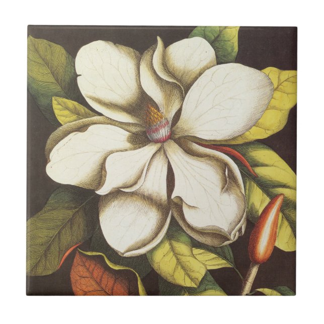 Azulejo Flores de Magnolia Vintage con Semillas (Frente)