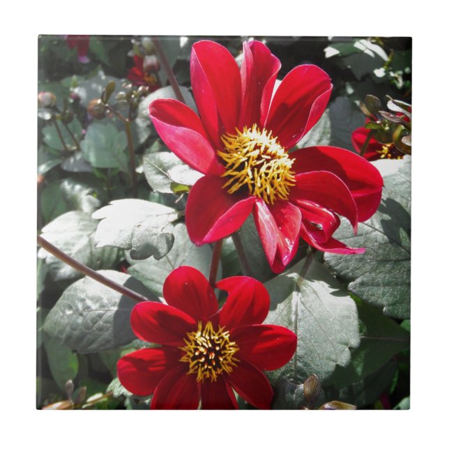 Azulejo flores de margarita rosada roja / margarita (Frente)