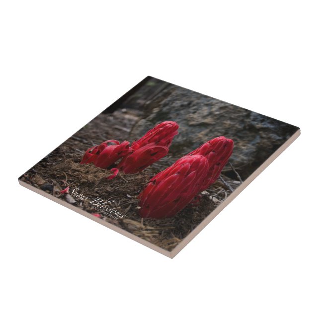 Azulejo Flores de nieve (Lado)