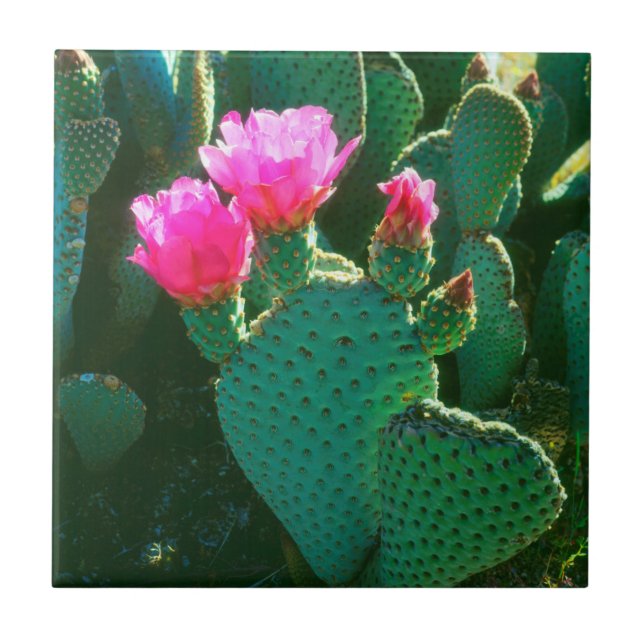 Azulejo Flores de Opuntia basilaris (Frente)