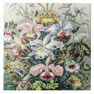 Azulejo Flores de orquídeas antiguas de Ernst Haeckel