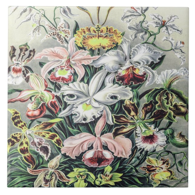 Azulejo Flores de orquídeas antiguas de Ernst Haeckel (Frente)
