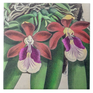 Azulejo Flores de orquídeas vintage raras y coloridas
