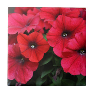Azulejo Flores de petunia rojas