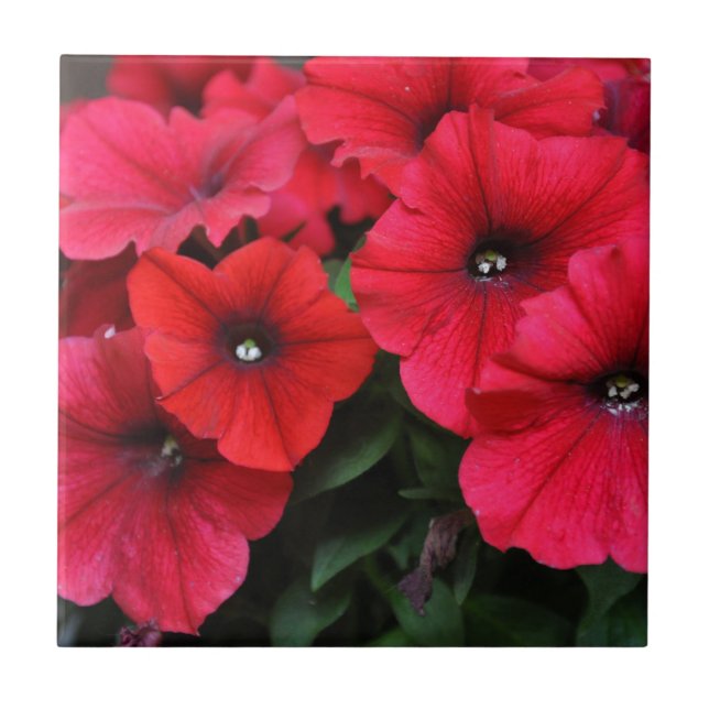Azulejo Flores de petunia rojas (Frente)
