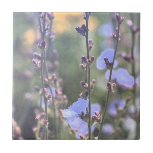 Azulejo Flores de plantas de achicoria azul púrpura (Frente)